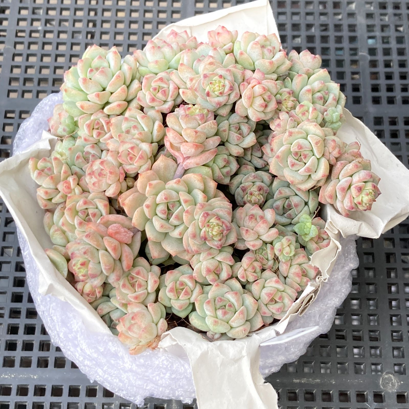 新入荷｜送料込】エケベリア 韓国苗 キャラメルスプライト群生 多肉