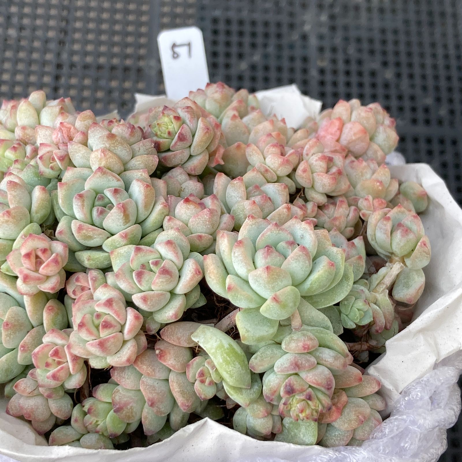 新入荷｜送料込】エケベリア 韓国苗 キャラメルスプライト群生 多肉