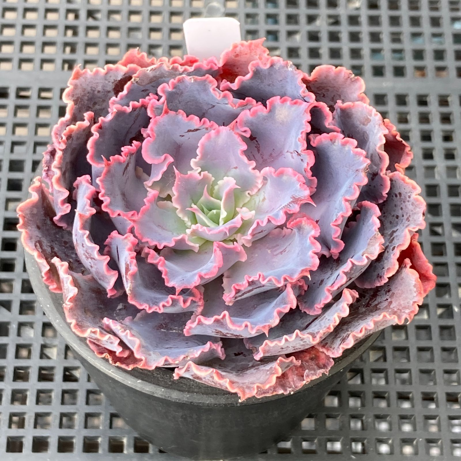 新入荷｜送料込】エケベリア 韓国苗 シャビアナトリュフ 多肉植物