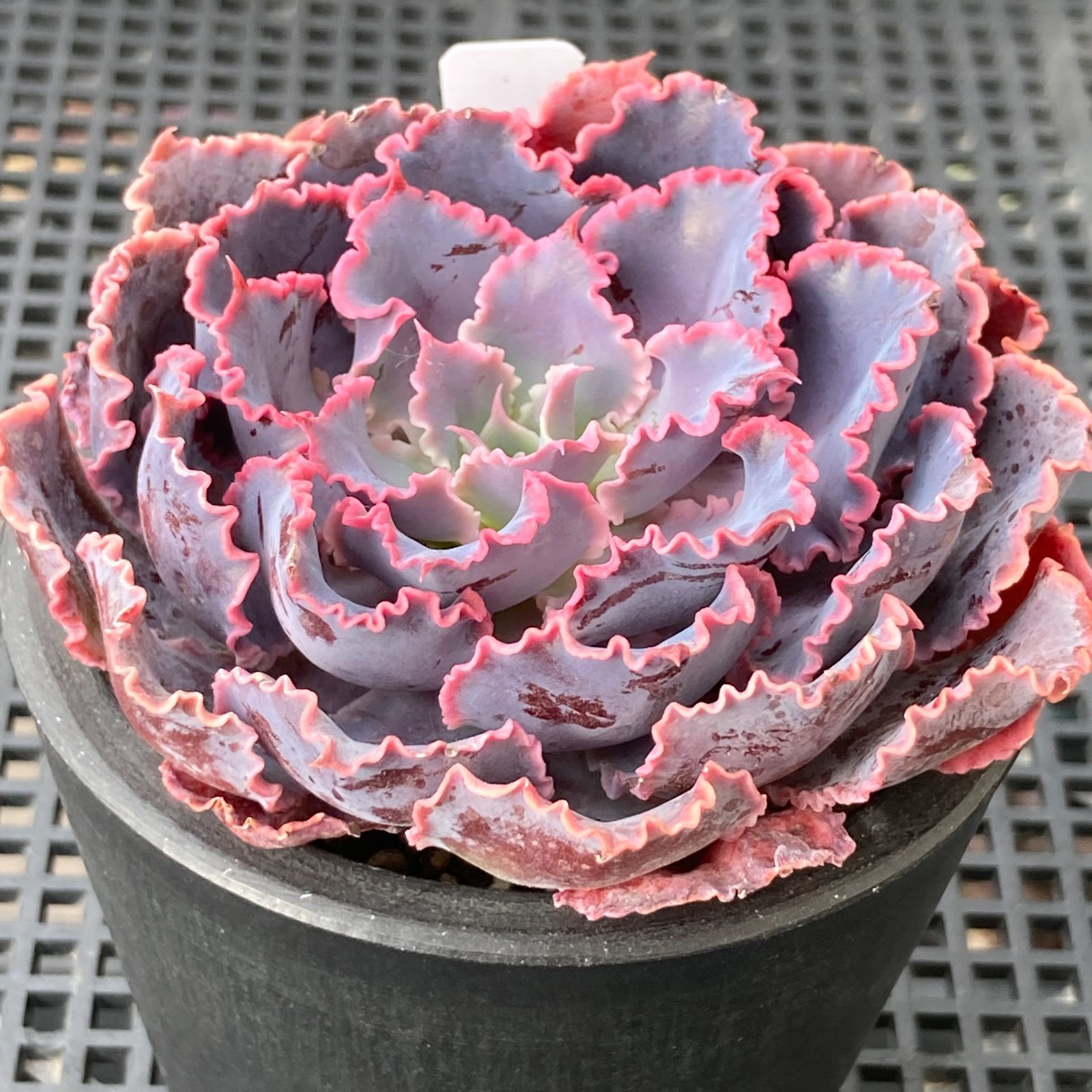 新入荷｜送料込】エケベリア 韓国苗 シャビアナトリュフ 多肉植物