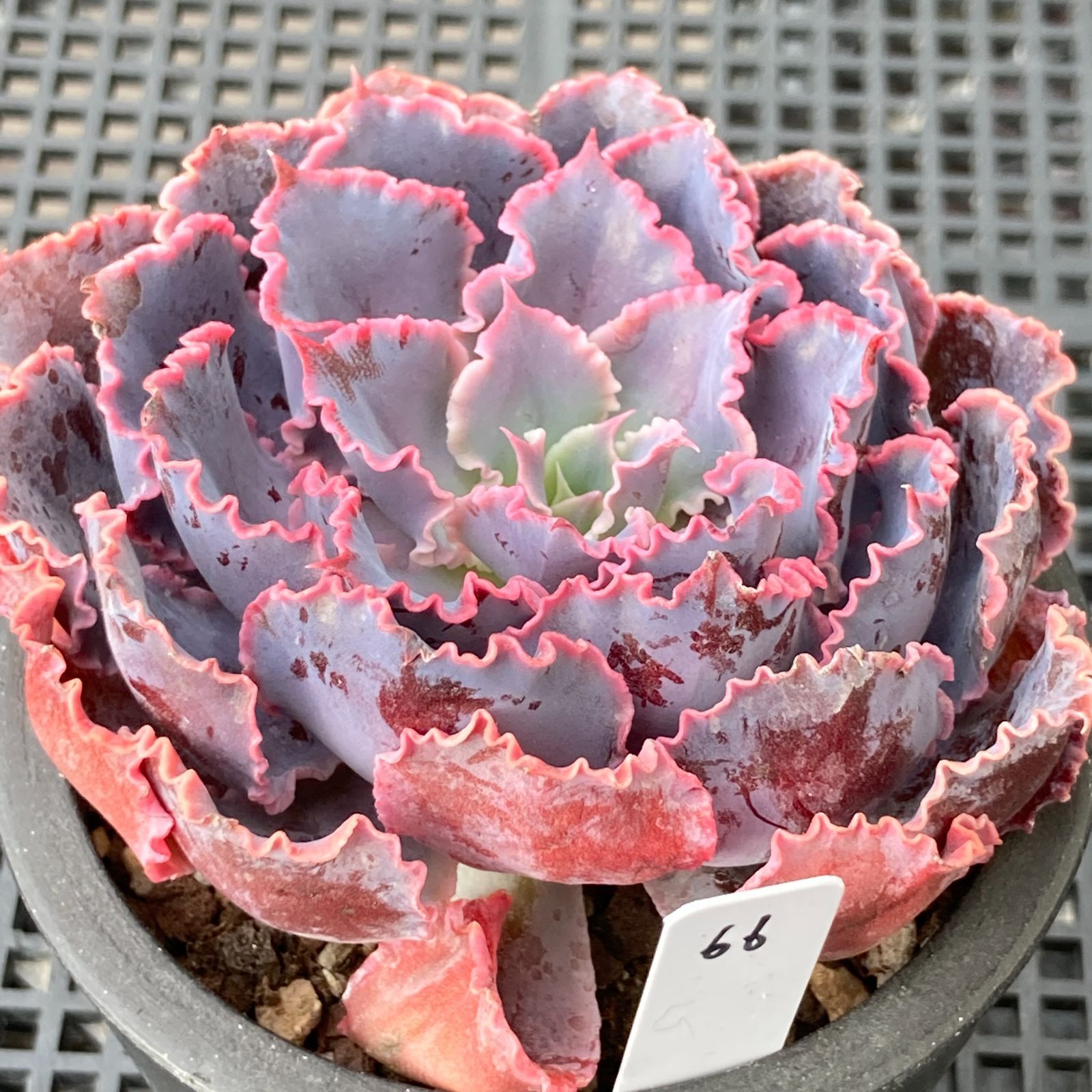 シャビアナトリュフ◎多肉植物 カット苗 輸入苗 エケベリア等 新入荷｜送料込】エケベリア 韓国苗 シャビアナトリュフ 多肉植物