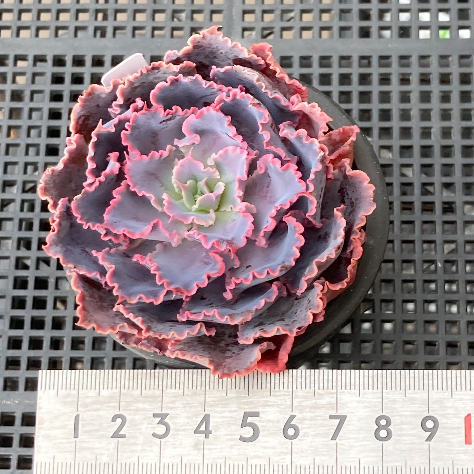 新入荷｜送料込】エケベリア 韓国苗 シャビアナトリュフ 多肉植物
