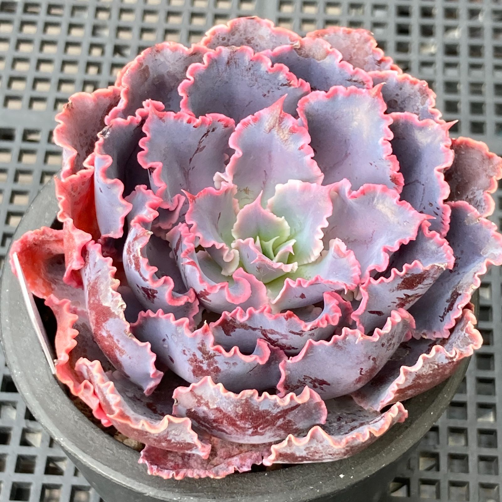 新入荷｜送料込】エケベリア 韓国苗 シャビアナトリュフ 多肉植物