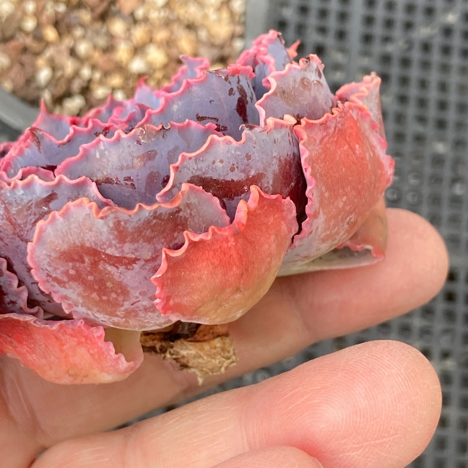 シャビアナトリュフ◎多肉植物 カット苗 輸入苗 エケベリア等 新入荷｜送料込】エケベリア 韓国苗 シャビアナトリュフ 多肉植物
