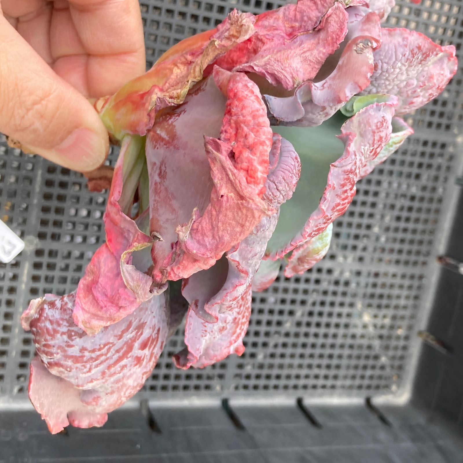 新入荷｜送料込】エケベリア 韓国苗 バロンボールド 多肉植物｜ポコ