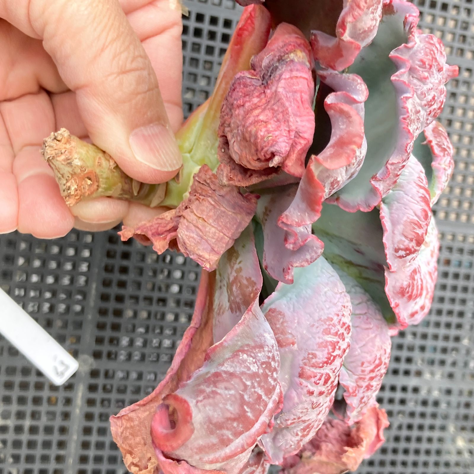 新入荷｜送料込】エケベリア 韓国苗 バロンボールド 多肉植物｜ポコ