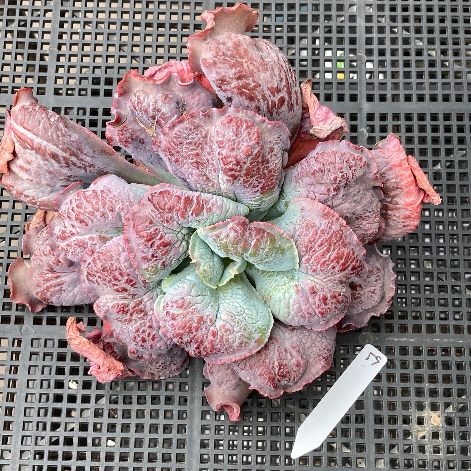 新入荷｜送料込】エケベリア 韓国苗 バロンボールド 多肉植物｜ポコ