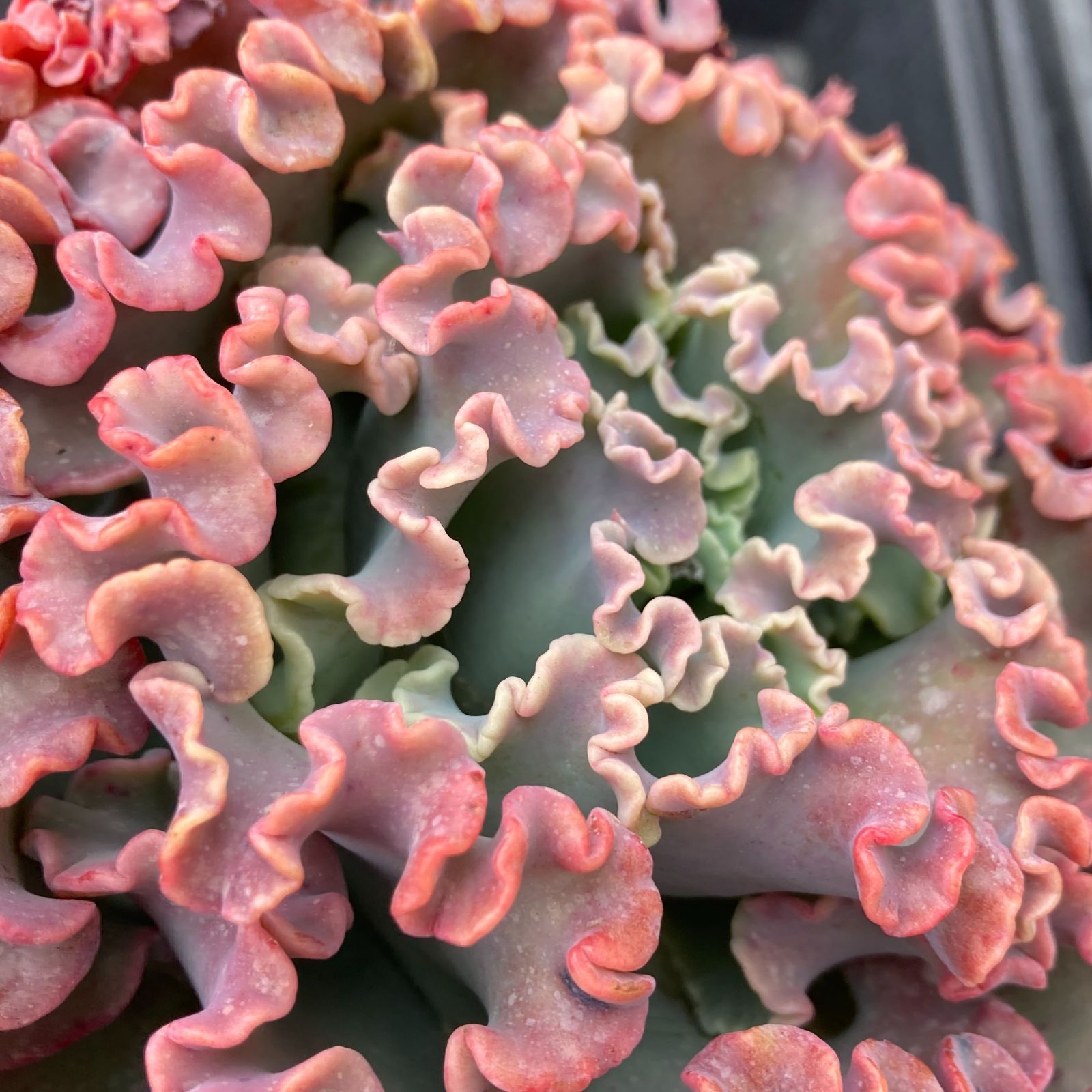 新入荷｜送料込】エケベリア 韓国苗 メリディアン 多肉植物｜ポコ多肉