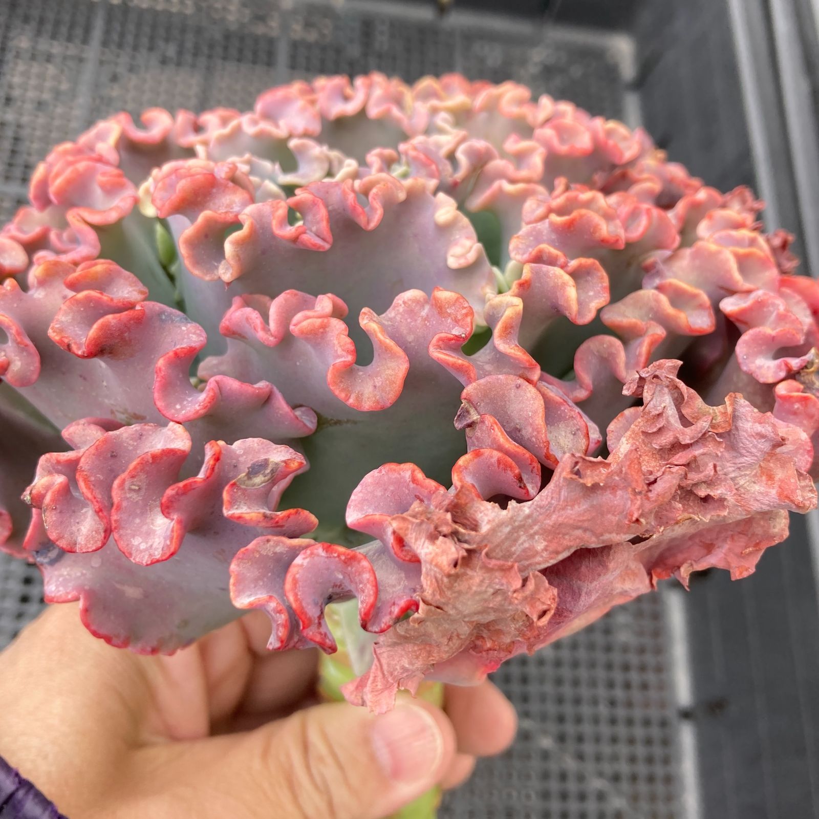 新入荷｜送料込】エケベリア 韓国苗 メリディアン 多肉植物｜ポコ多肉