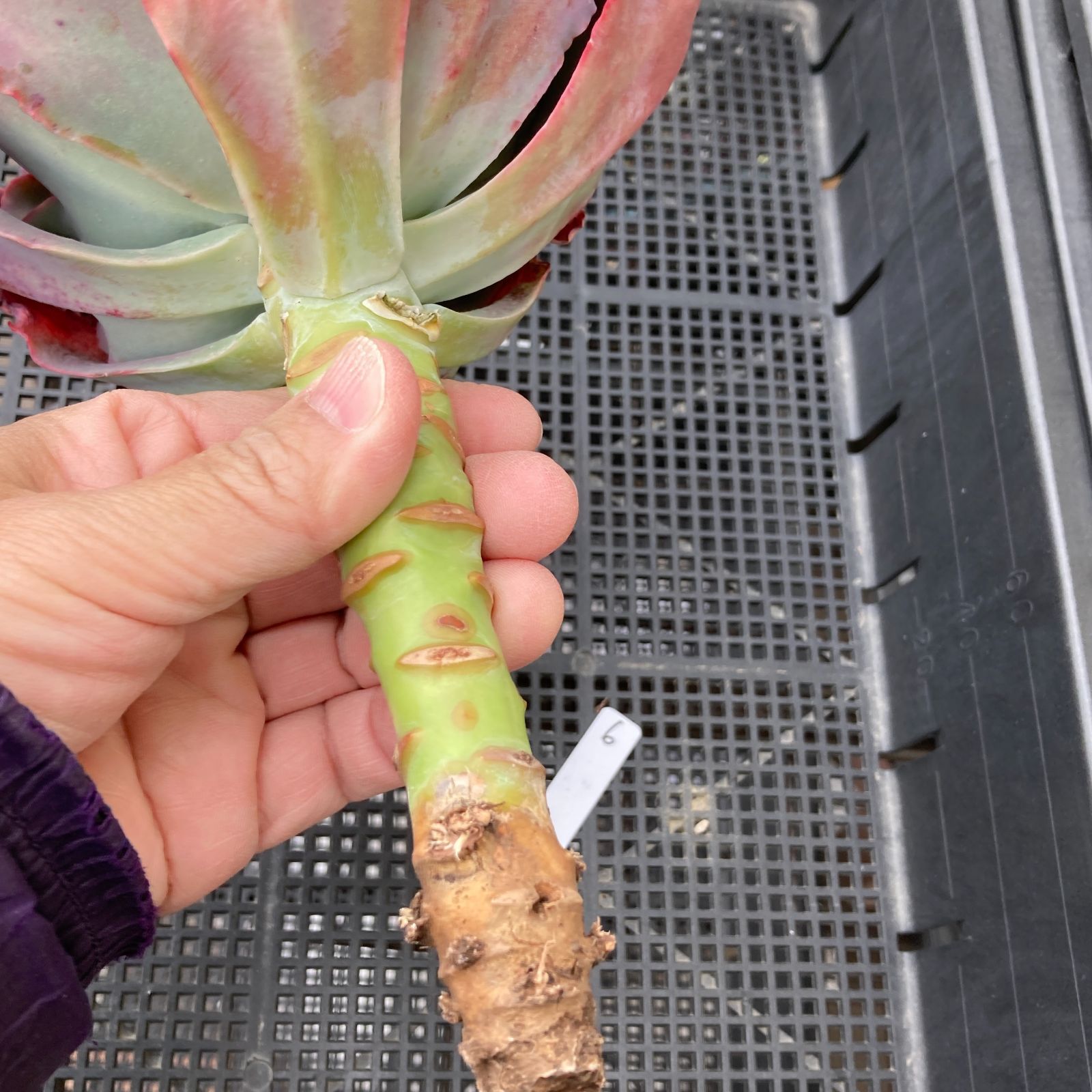 新入荷｜送料込】エケベリア 韓国苗 メリディアン 多肉植物｜ポコ多肉