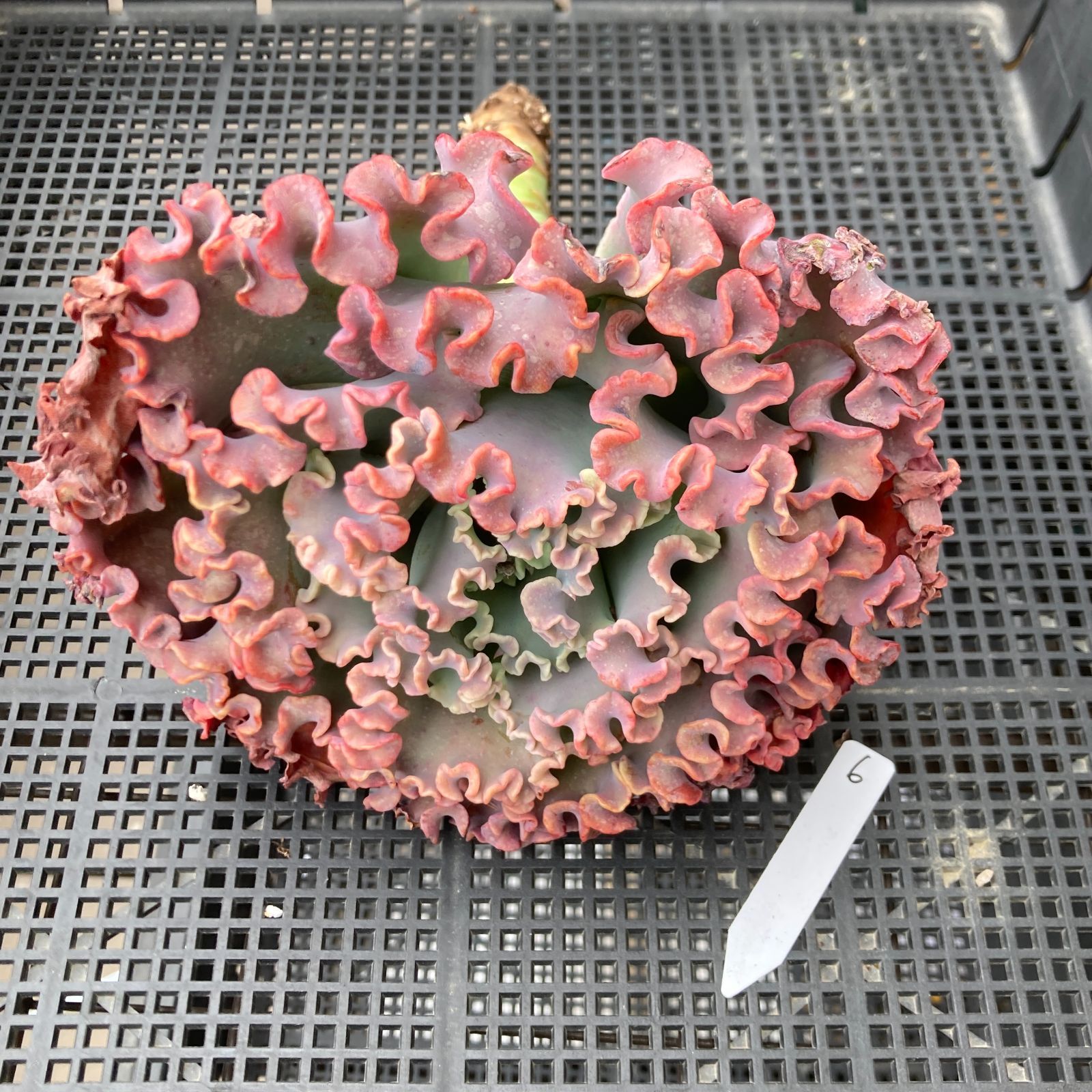 新入荷｜送料込】エケベリア 韓国苗 メリディアン 多肉植物｜ポコ多肉