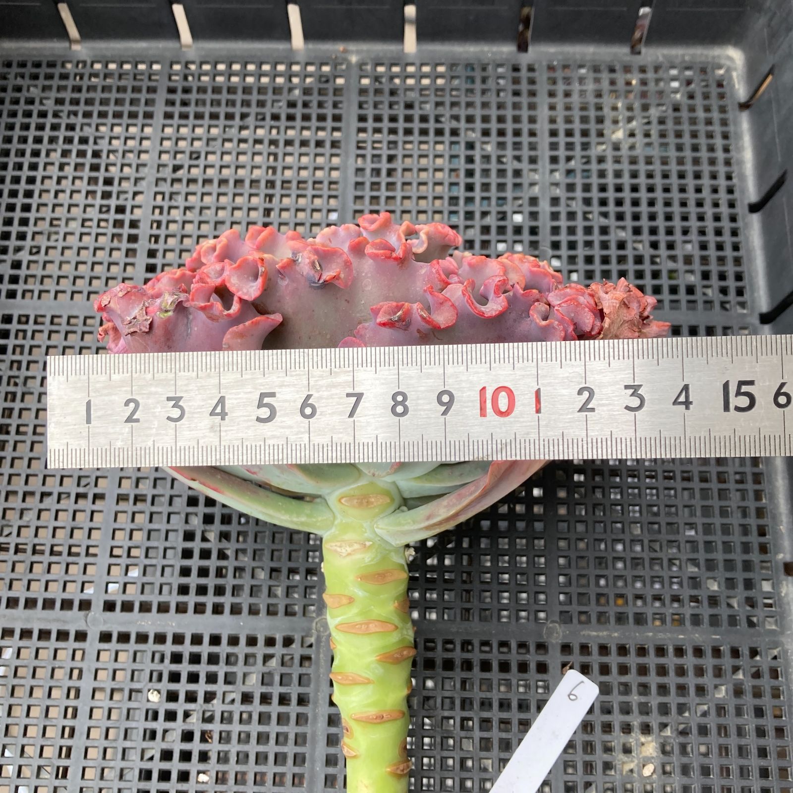 新入荷｜送料込】エケベリア 韓国苗 メリディアン 多肉植物｜ポコ多肉