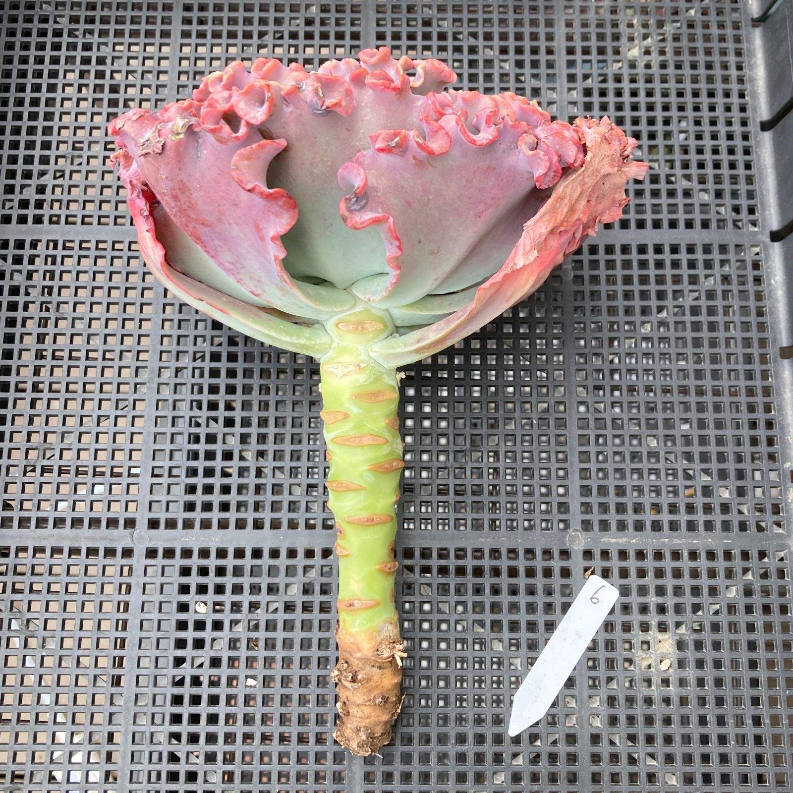 新入荷｜送料込】エケベリア 韓国苗 メリディアン 多肉植物｜ポコ多肉