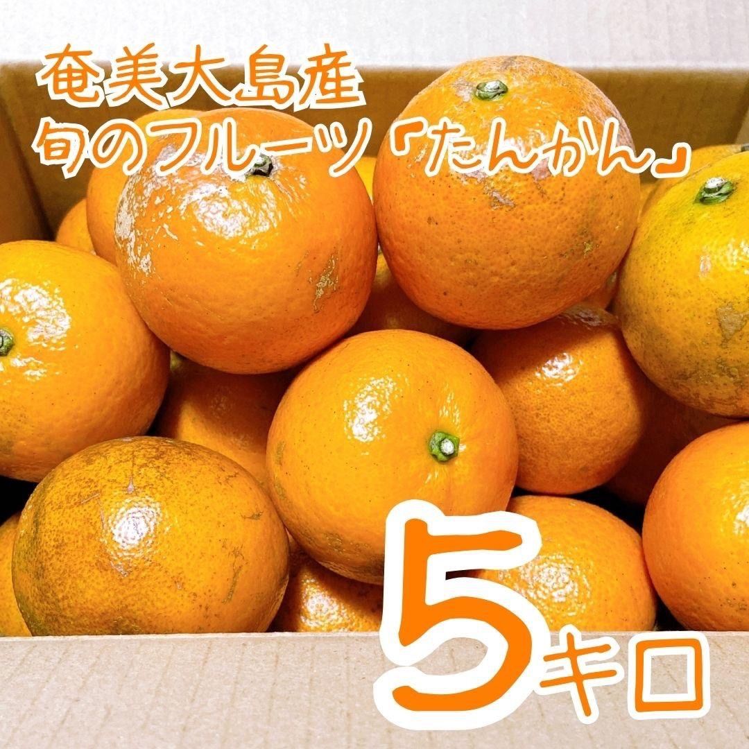 3 世界自然遺産 奄美大島産 完熟たんかん 5キロ 特産品 加工用 柑橘 旬