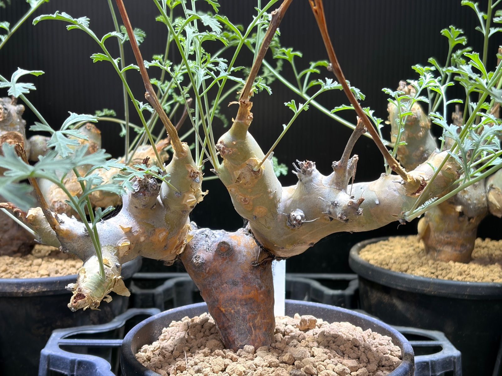 ペラルゴニウム パラビフローラム - メルカリ