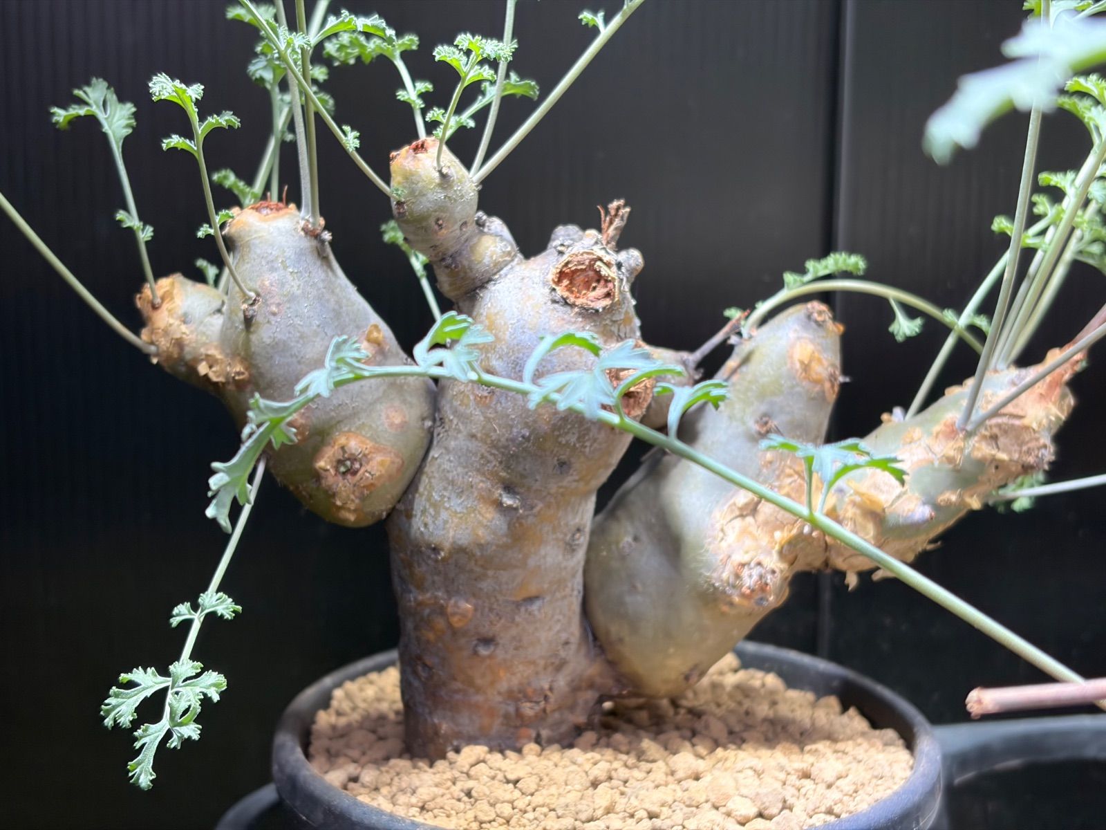 ペラルゴニウム パラビフローラム - メルカリ