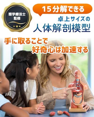 ソフトな質感で15分解できる卓上サイズの人体解剖模型 人体模型 おもちゃ 理学療法士監修 補助マグネット付き 日本語簡易ガイドブックpo