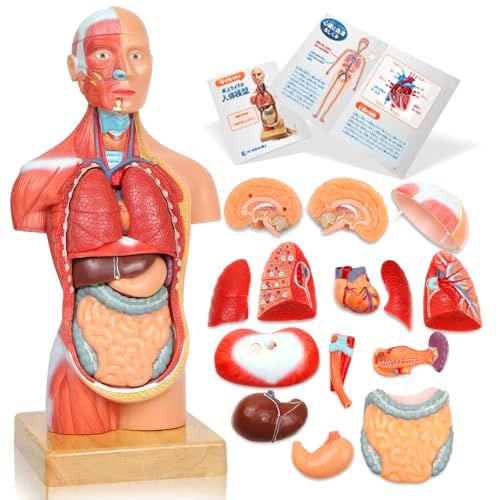 ソフトな質感で15分解できる卓上サイズの人体解剖模型 人体模型 おもちゃ 理学療法士監修 補助マグネット付き 日本語簡易ガイドブックpo
