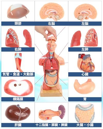 ソフトな質感で15分解できる卓上サイズの人体解剖模型 人体模型 おもちゃ 理学療法士監修 補助マグネット付き 日本語簡易ガイドブックpo