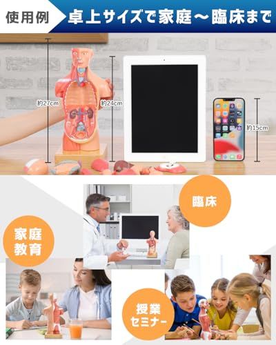 ソフトな質感で15分解できる卓上サイズの人体解剖模型 人体模型 おもちゃ 理学療法士監修 補助マグネット付き 日本語簡易ガイドブックpo