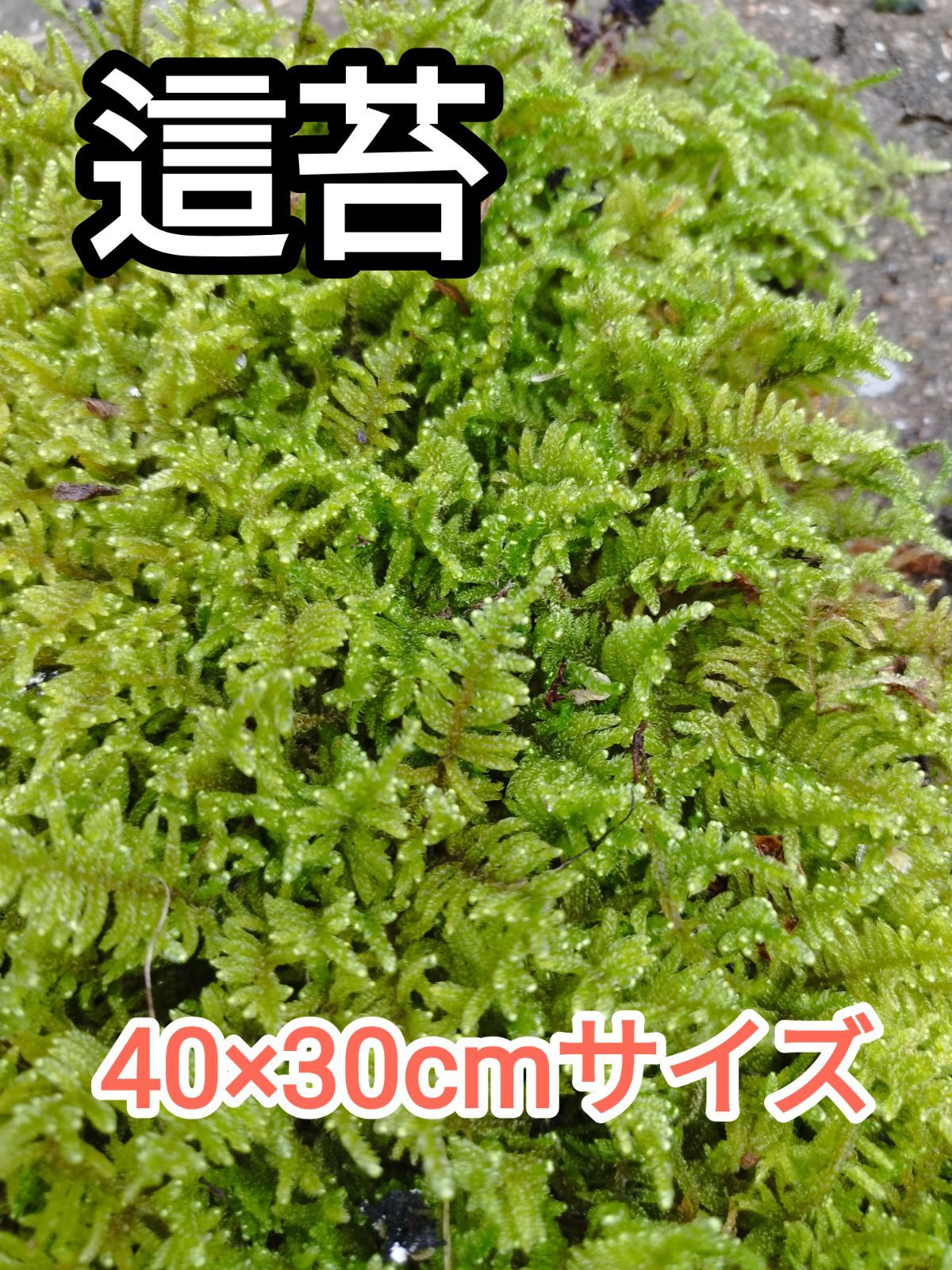 ハイゴケ・40×30cmサイズ - メルカリ