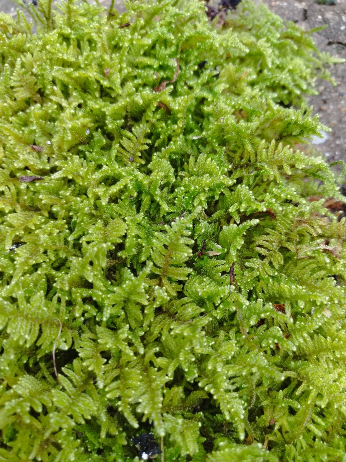 ハイゴケ・40×30cmサイズ - メルカリ