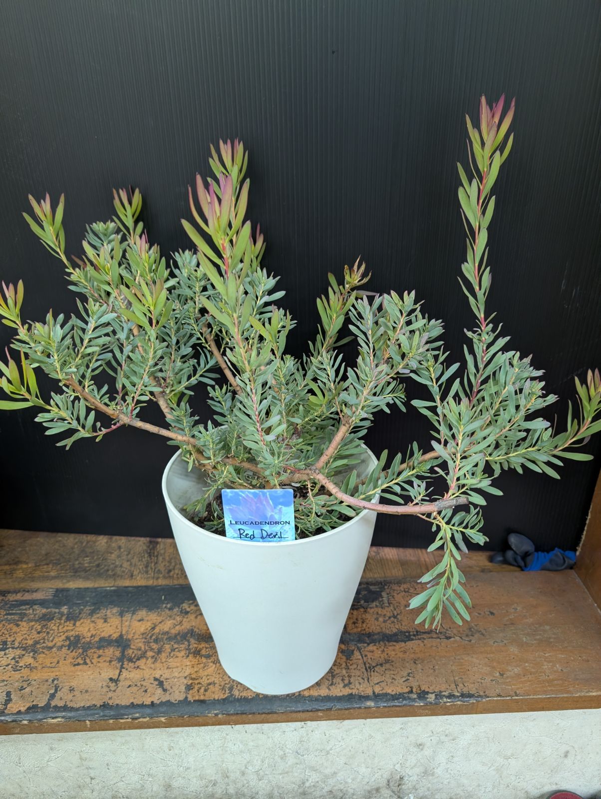 リューカデンドロン レッドデビル 7寸鉢 ① - メルカリ