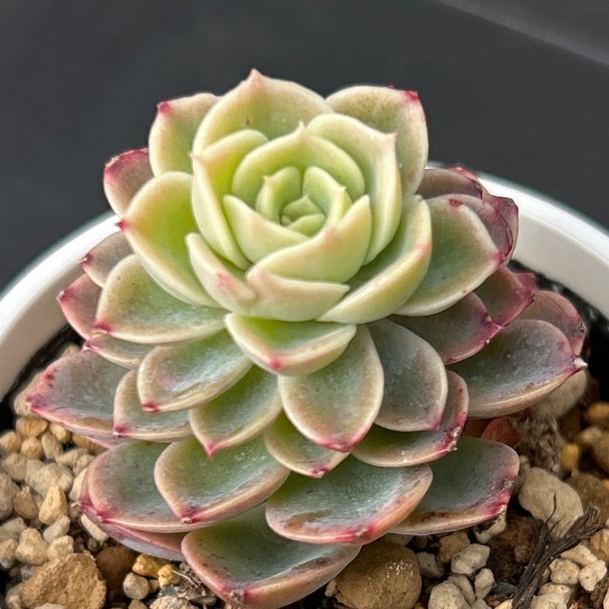 発根済み抜き苗】ハニーメロン エケベリア｜多肉植物｜タグ付き - メルカリ