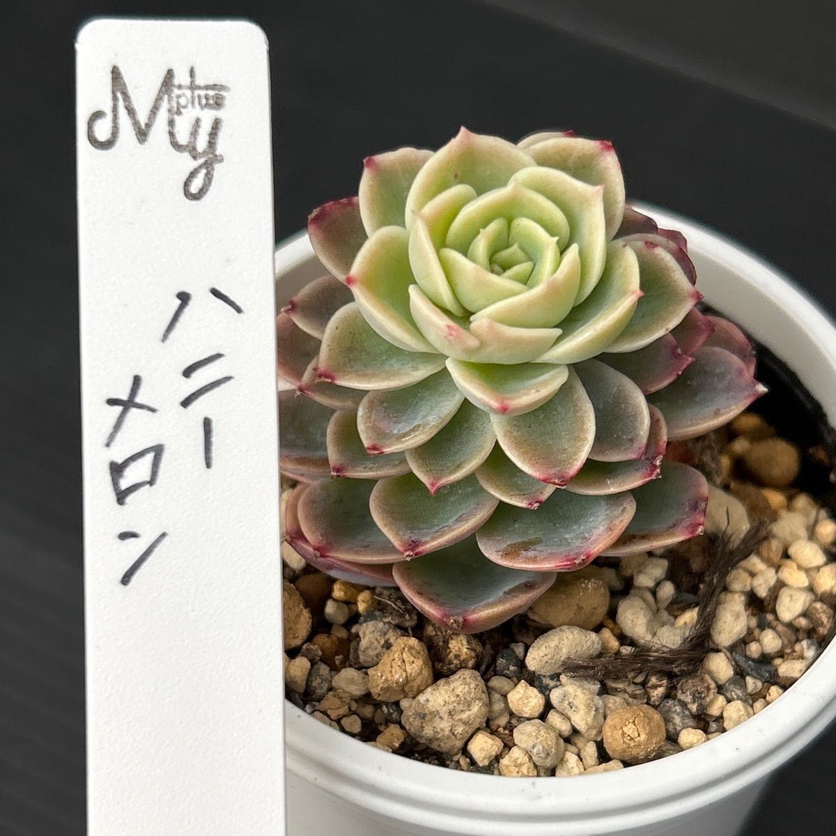 発根済み抜き苗】ハニーメロン エケベリア｜多肉植物｜タグ付き - メルカリ