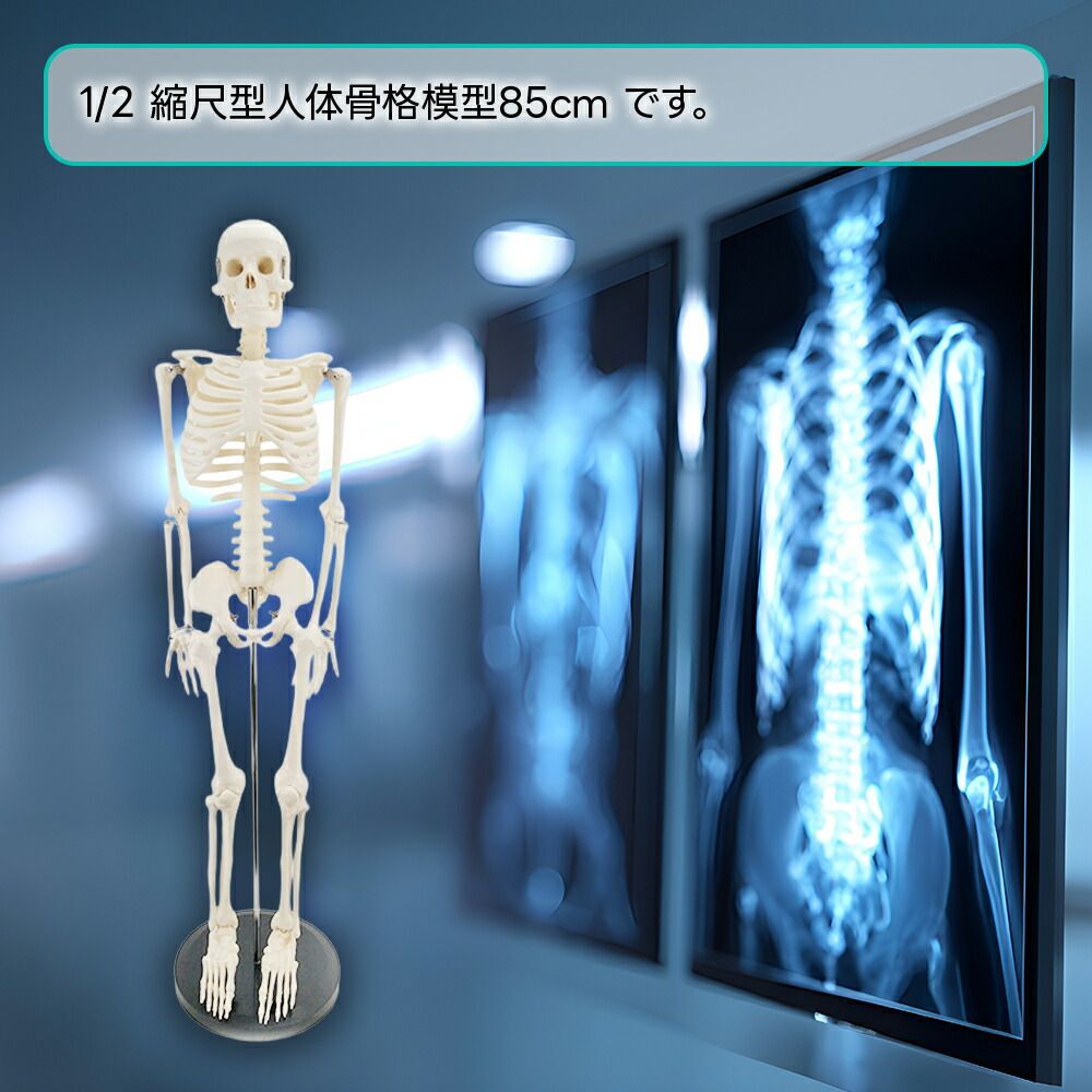 人体模型 骨格模型 85cm 1/2サイズ 骨格標本 骨模型 医学 教学 教材