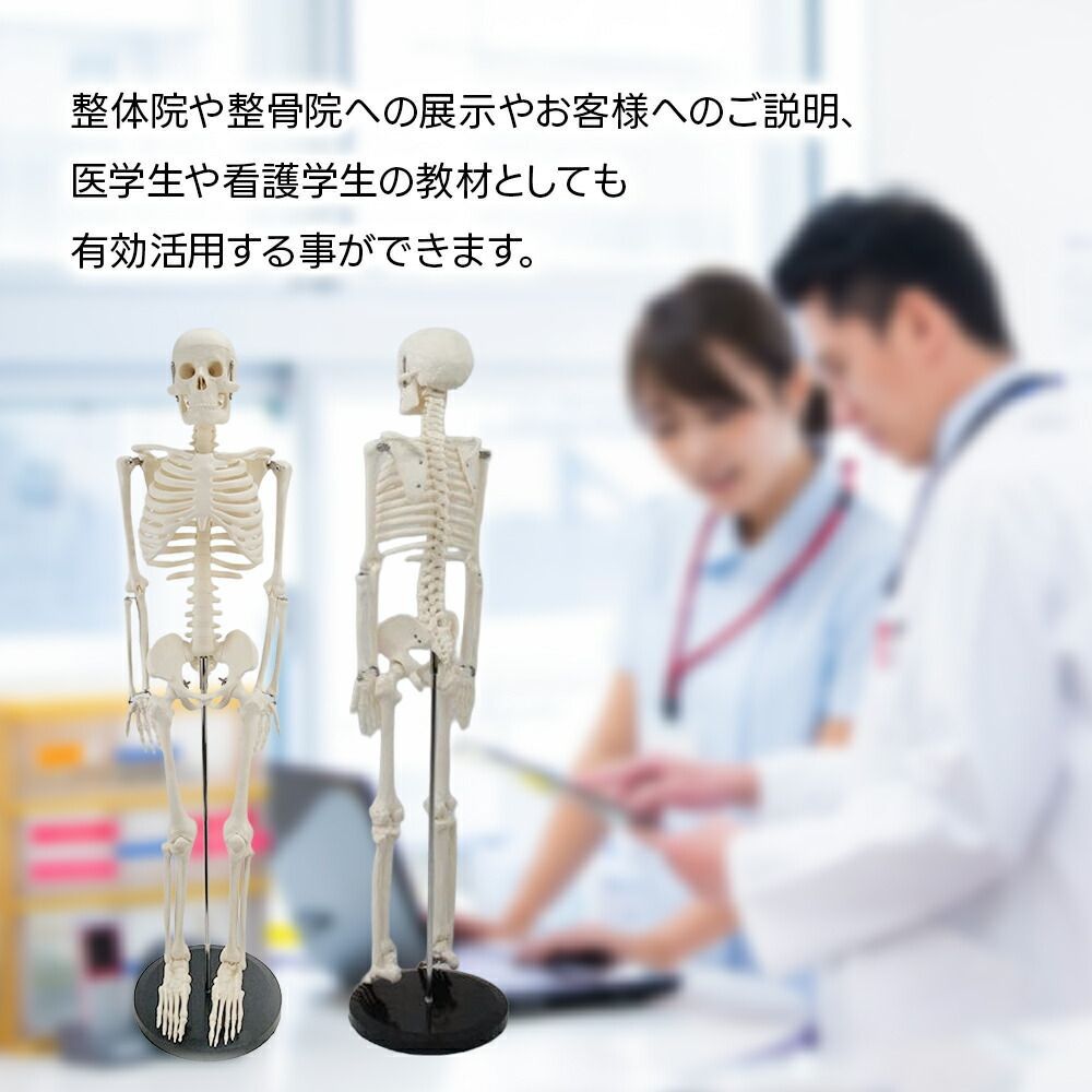 人体骨格模型 全長約85cm スタンド付 可動式 関節可動 医療 解剖学 教材 人体骨格模型 全長約85cm スタンド付 可動式 関節可動 医療 解剖学 教材