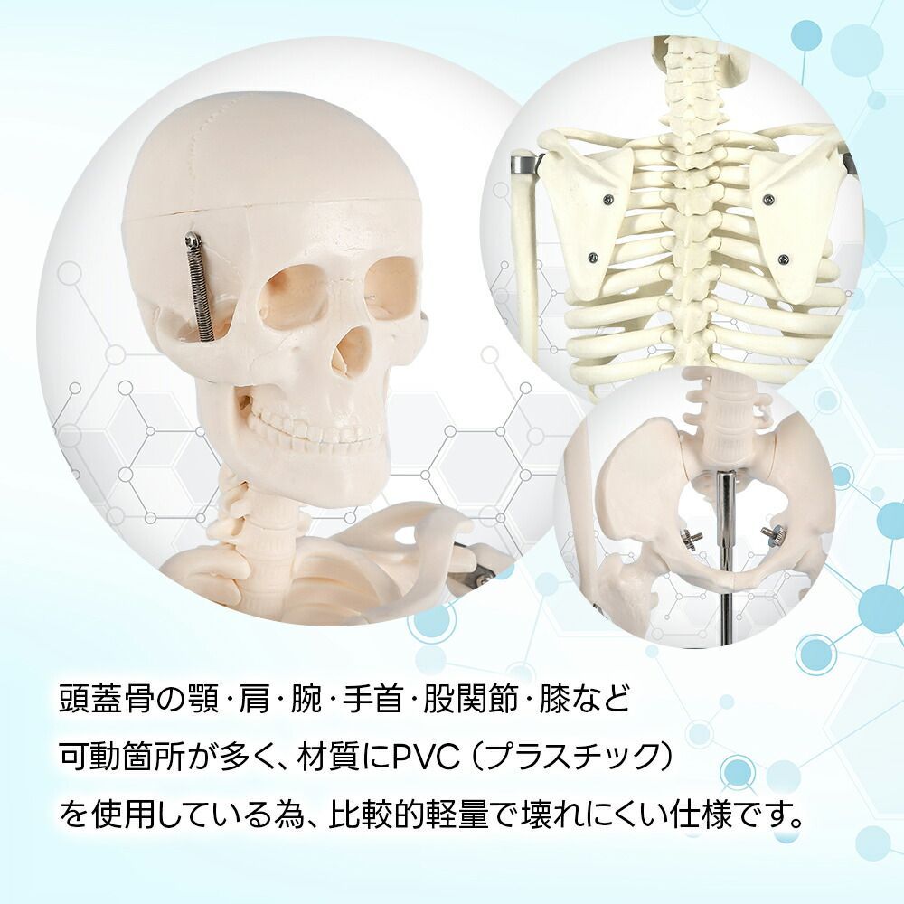 人体模型 骨格模型 85cm 1/2サイズ 骨格標本 骨模型 医学 教学 教材