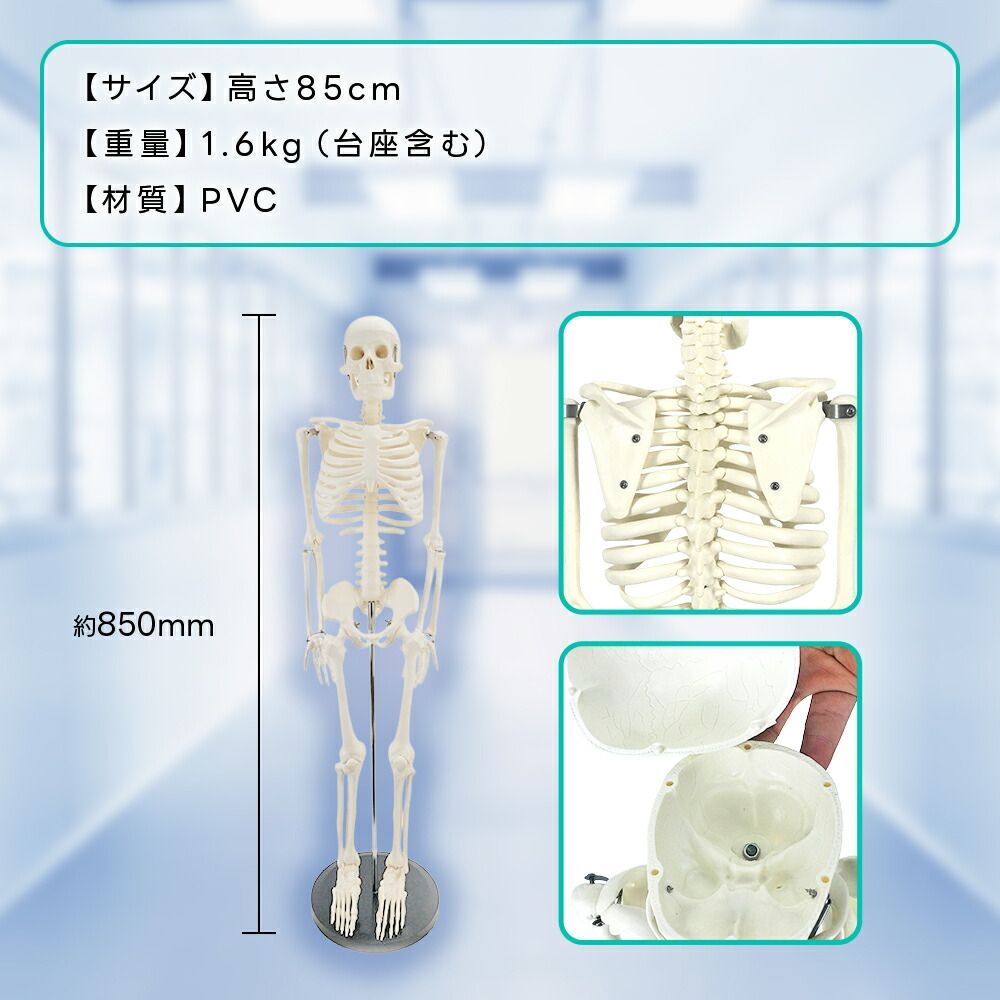 人体模型 骨格模型 85cm 1/2サイズ 骨格標本 骨模型 医学 教学 教材