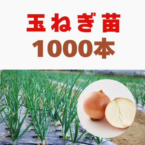末っ子レオ様専用 玉ねぎ苗1000本 【公式通販】