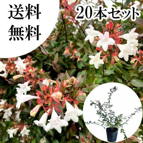 【20本セット】アベリア樹高0.4m前後15cmポット