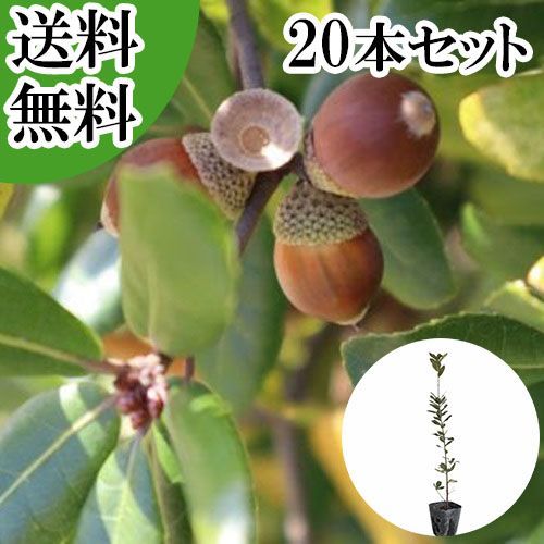 【20本セット】ウバメガシ樹高0.2m前後10.5cmポット