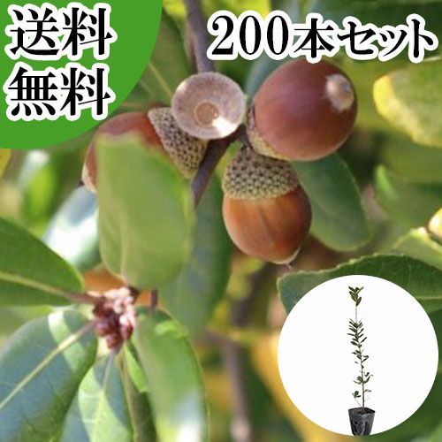 【200本セット】ウバメガシ樹高0.5m前後10.5cmポット
