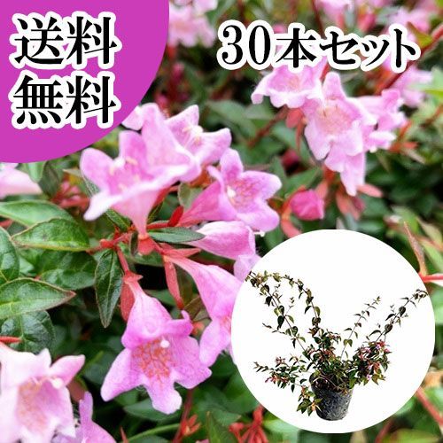 【30本セット】アベリア エドワードゴーチャ樹高0.2m前後12cmポット