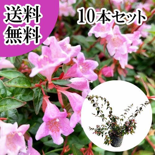 【10本セット】アベリア エドワードゴーチャ樹高0.2m前後12cmポット