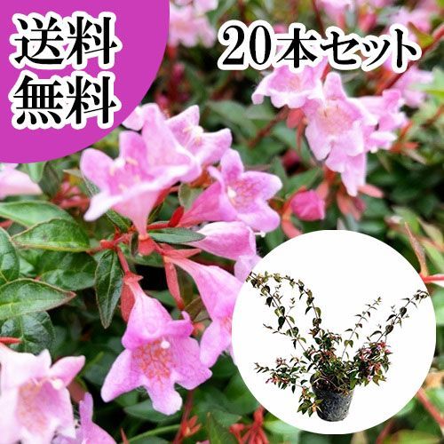 【20本セット】アベリア エドワードゴーチャ樹高0.2m前後12cmポット