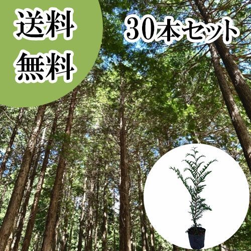 【30本セット】ヒノキ樹高0.5m前後10.5cmポット