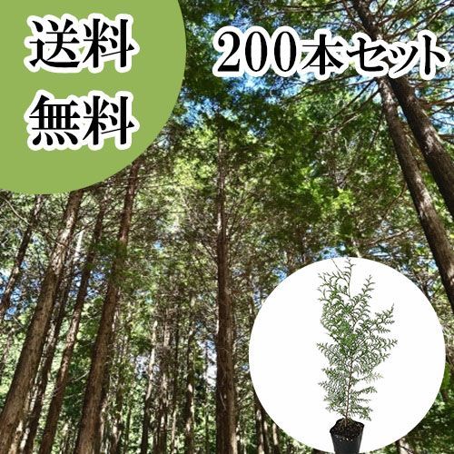 【200本セット】ヒノキ樹高0.3m前後10.5cmポット