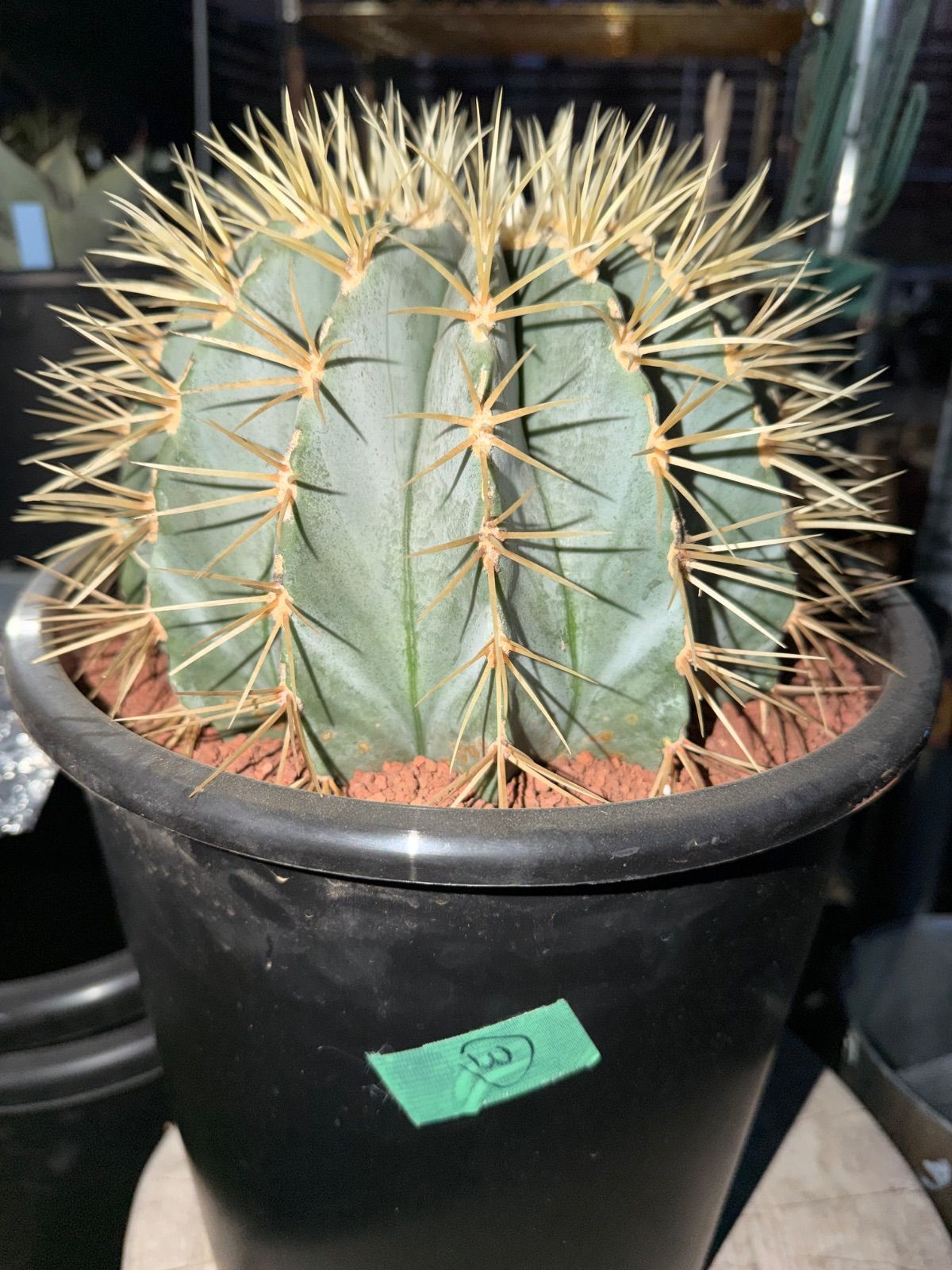 サボテン フェロカクタス 王冠竜 8号 厳選品 3〜4 - メルカリ