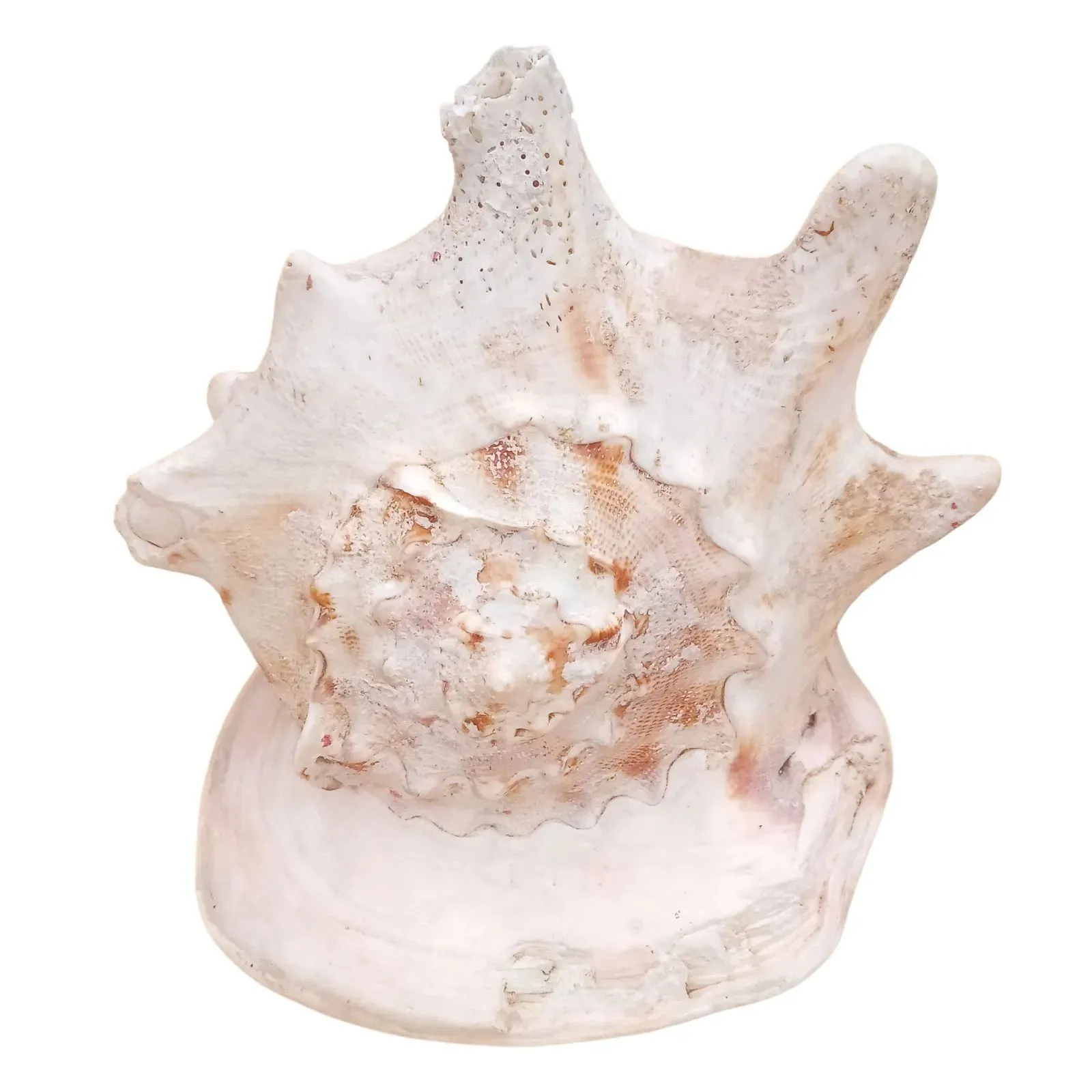 2026年最新】唐冠貝の人気アイテム - メルカリ