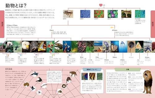 ビジュアル 世界の動物大図鑑po a 6 e 3 af 67 電気ケトル ステンレスボウル