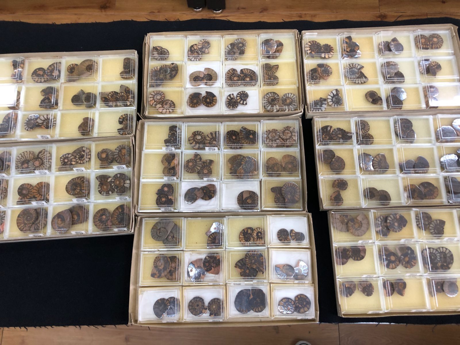 AMMONITE Pair BOX Morocco産