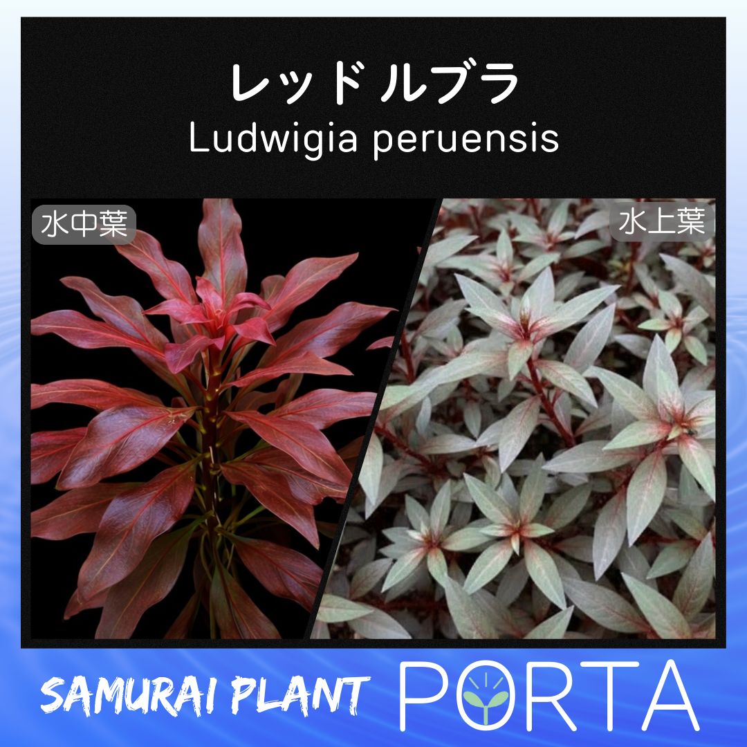 レッド ルブラ （無農薬）3本 水上葉 - メルカリ