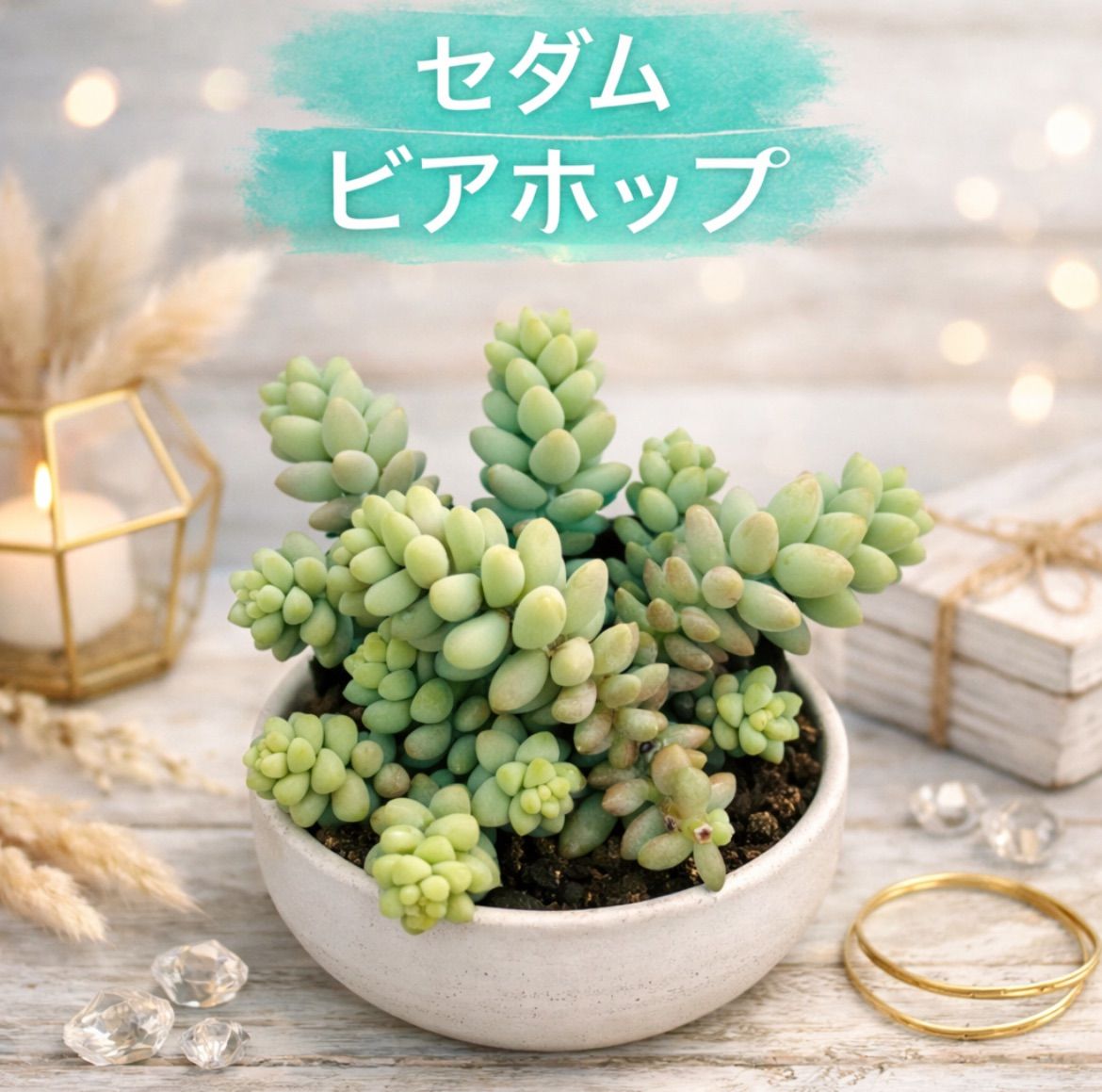 セダム 寄せ植え プランター セダムの寄せ植え