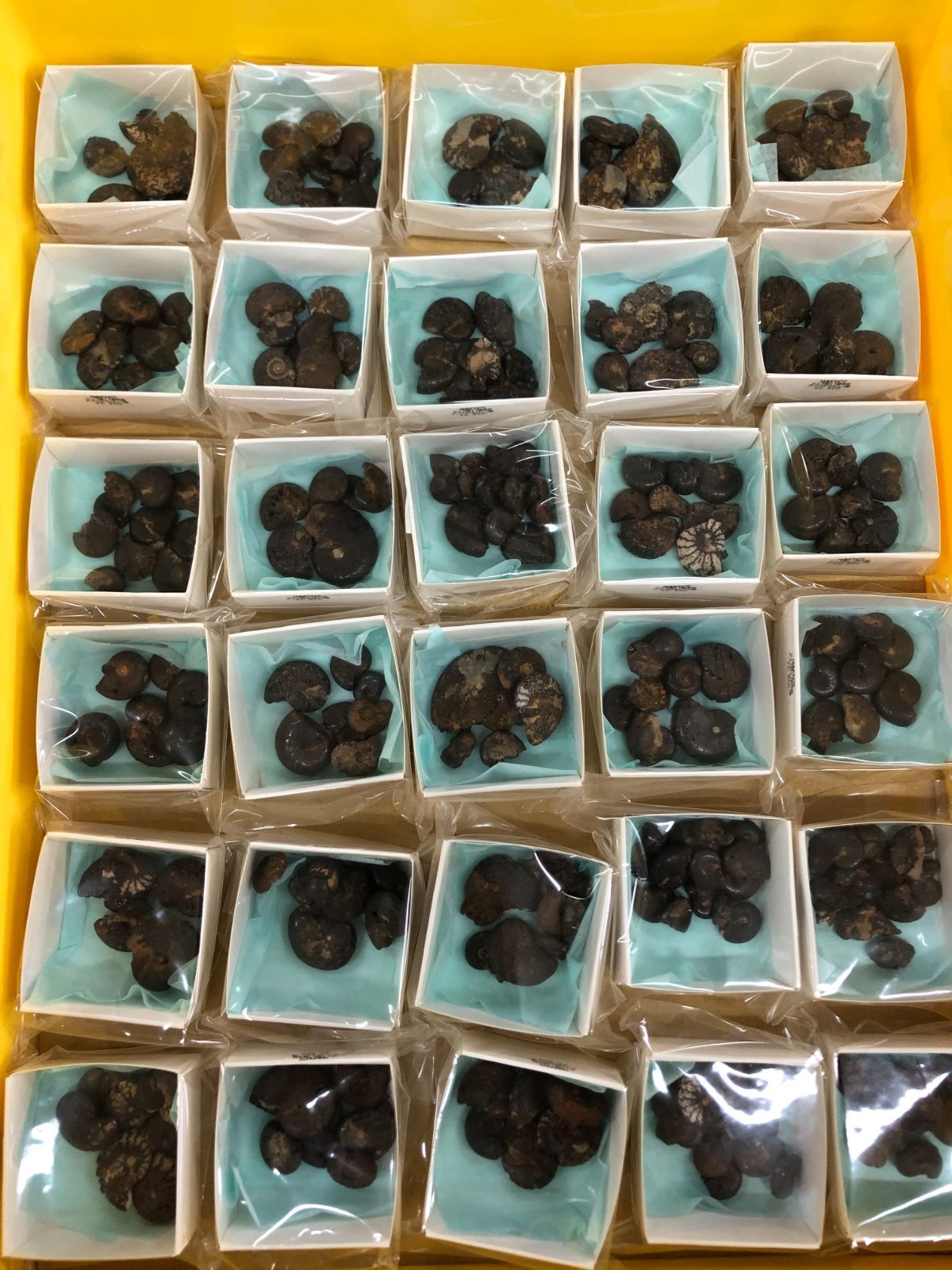 AMMONITE BOX Morocco産