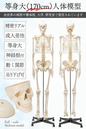 #1743 全身 人体 模型 170cm 神経根有り 全身 骨格 標本 骸骨 人骨 ガイコツ 靭帯 大学 病院 研究 理科 医学 医療 整骨 整体 鍼灸 医院 ※一部地域離島別途配送料有